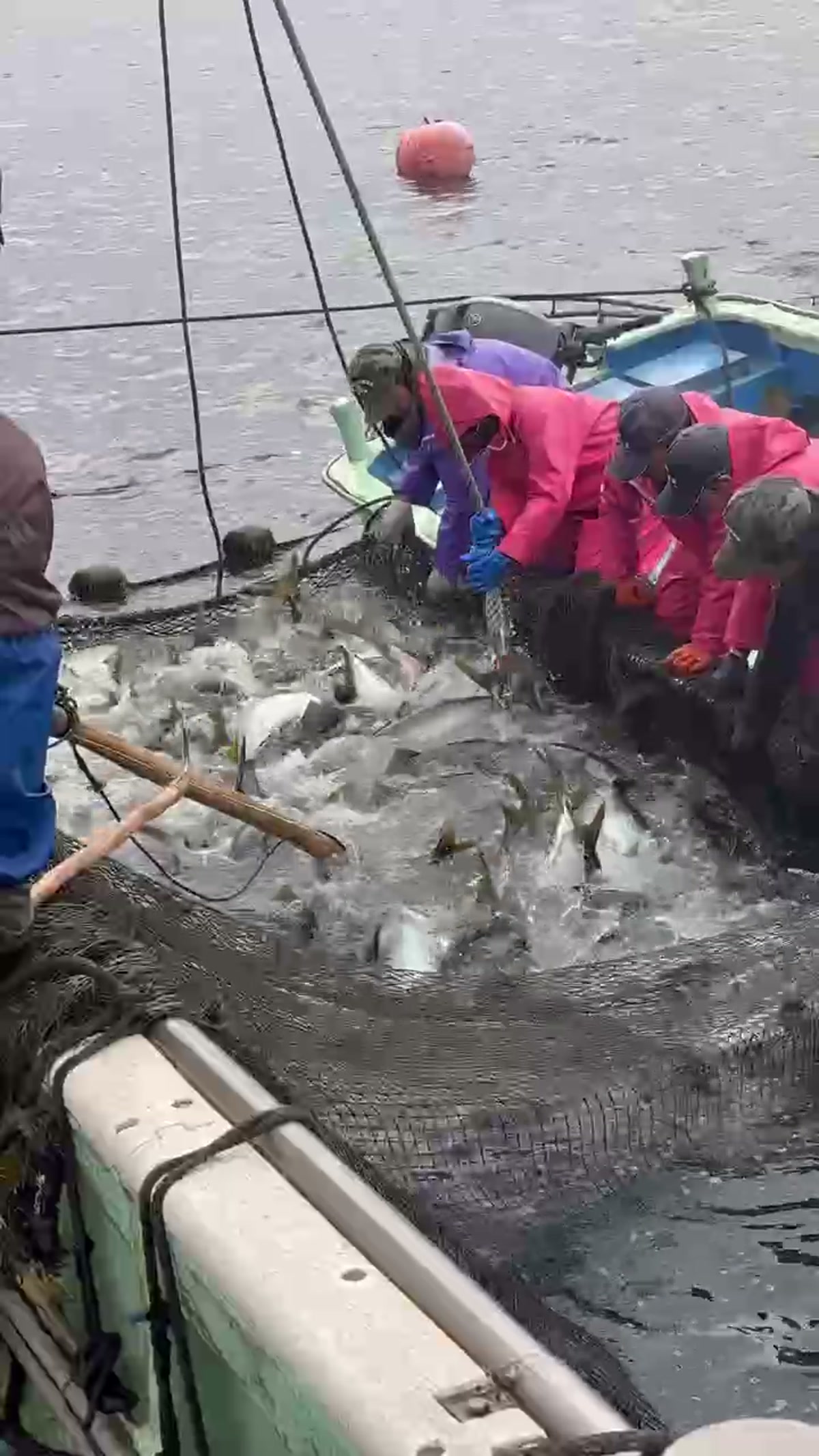 産地で魚を水揚げする様子