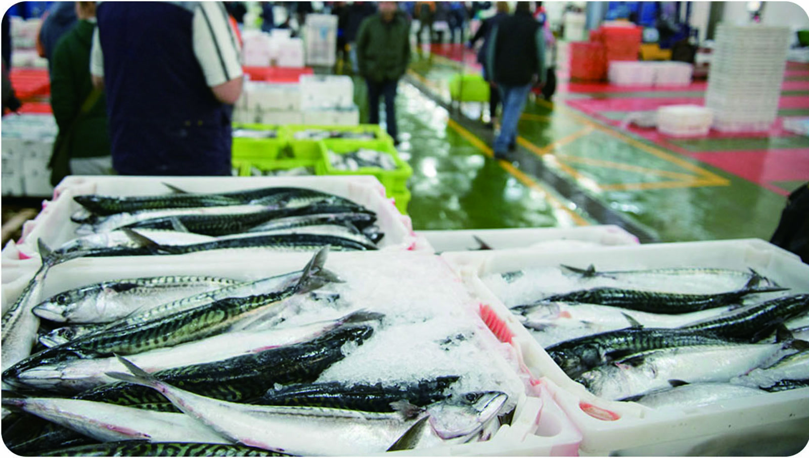 市場で魚を仕入れる様子